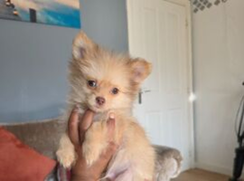 2 beautiful pomchi puppies