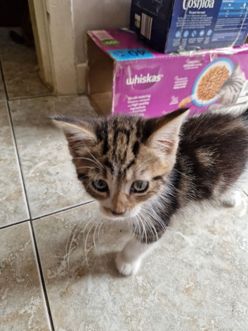4 kittens