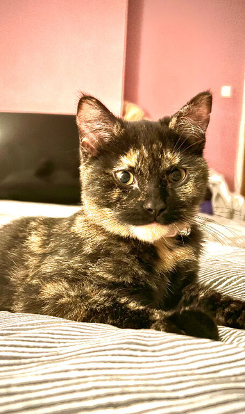 Female cat three years old