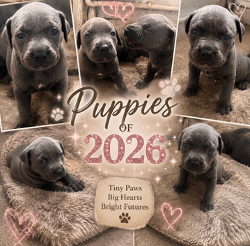 Beautiful cane corso X American bulldog pups