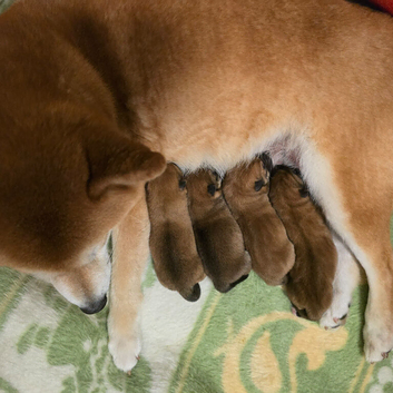 Shiba inu puppies for sale