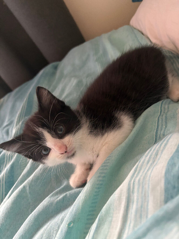 Norwegian Xs kittens