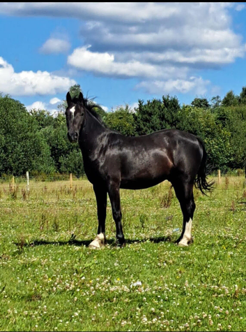 15.1 gelding
