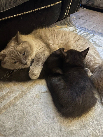 2 half ragdoll Kittens
