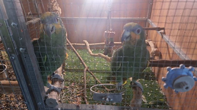 Amazon parrot for sale