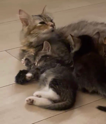 kittens