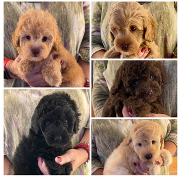 Stunning Labradoodles (Miniature) From Health tested parents