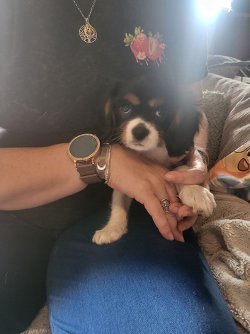 Cavalier king charles puppys