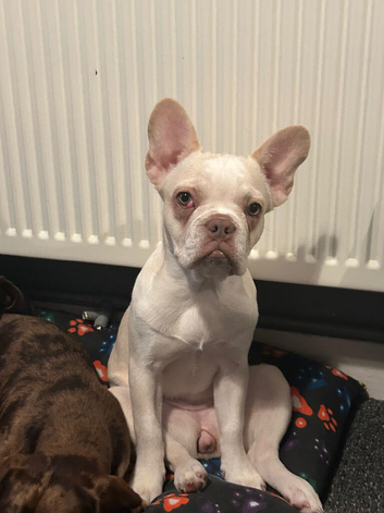 Beautiful Frenchie