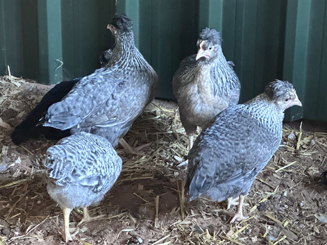 Cream legbar chickens