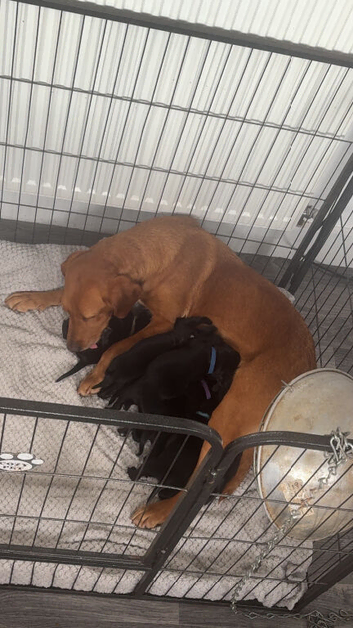 Springador Puppies for Sale