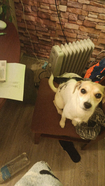 Beautiful 17-Month-Old Jack Chi Girl Looking for a Loving Forever Home