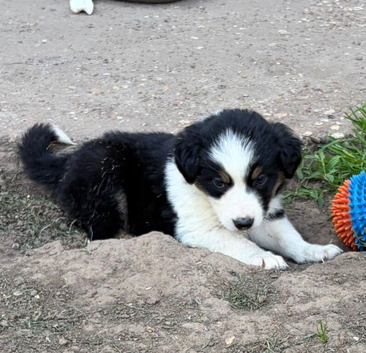 Beautiful Border Collie puppies for sale