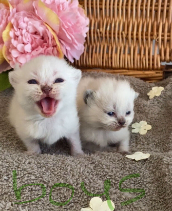 BEAUTIFUL PURE BRED BSH TEDDY BEARS RARE SEAL LYNX