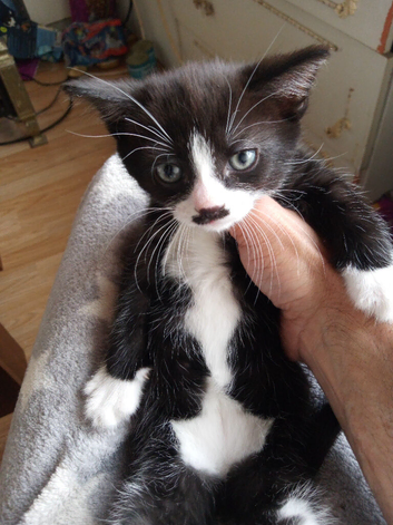 Nice kitten