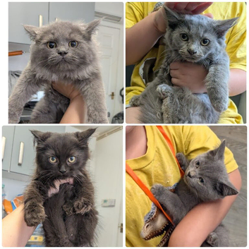 Persian x exotic/ragdoll READY TO GO