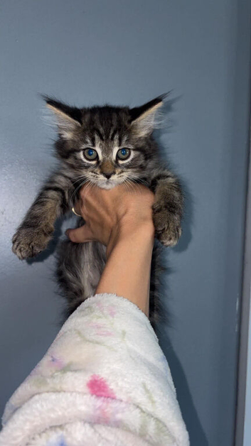Last 2! MAINE COON KITTENS