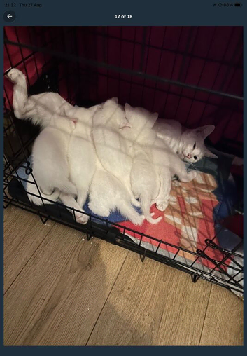 Kittens