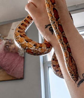 ADULT FEMALE CORN SNAKE WITH SETUP