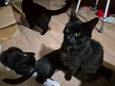 6 mixed breed kittens, tuxuedo, white, and black kittens