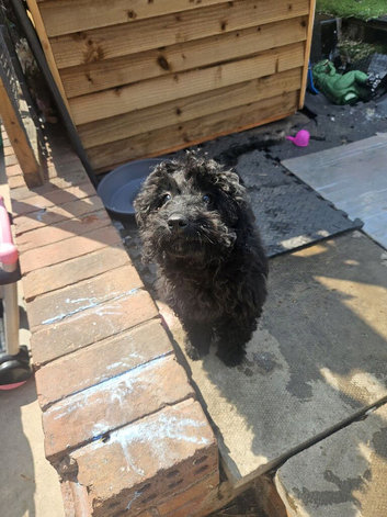 14 week old cockapoo