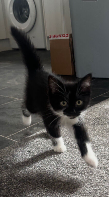 Kitten