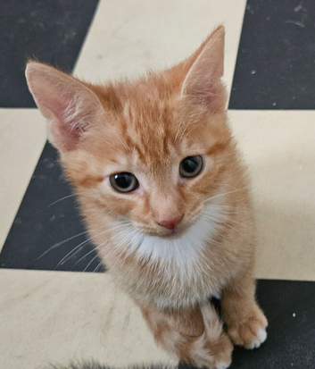 Ginger kitten boy.
