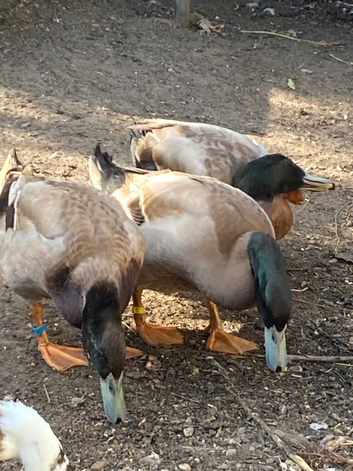 Male Indian Runner duck