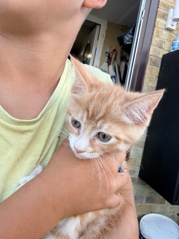 Maine coon cross Kitten