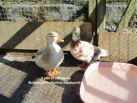 A pair of Call Ducks