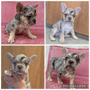 French Bulldog puppies