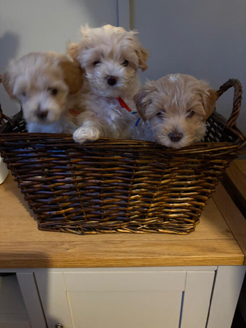 Cavamaltipoo - 2 boys left - ready to leave in 1 week