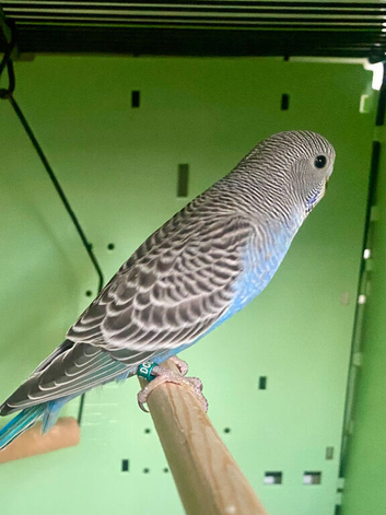 Baby budgies