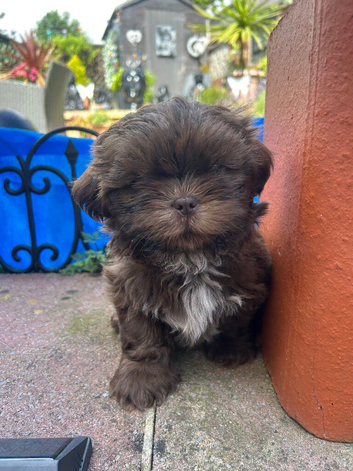 Chocolate Imperial Shihtzu