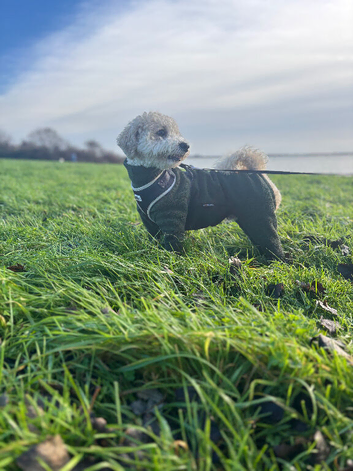 Gorgeous Poochon Stud