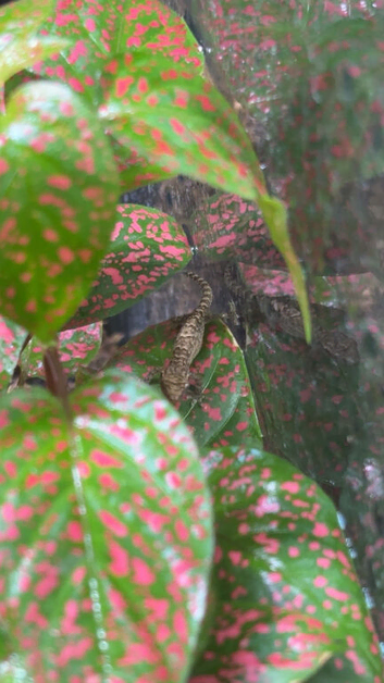 Mourning geckos