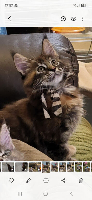 Maine Coon kittens CF81