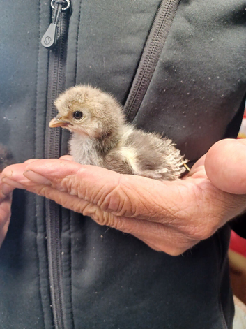 Various Chicks and Ducklings