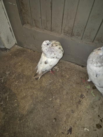Gaditano pigeons adults 1to 3 years