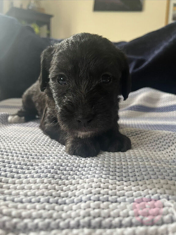 Bedlington Cross Puppies