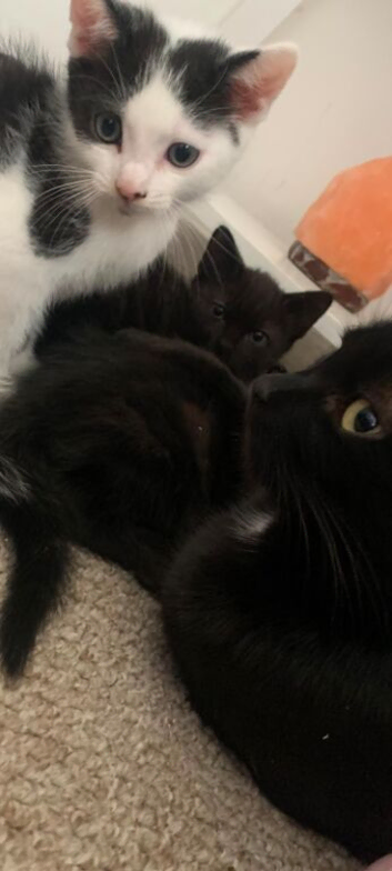 Kittens for sale looking for forever homes