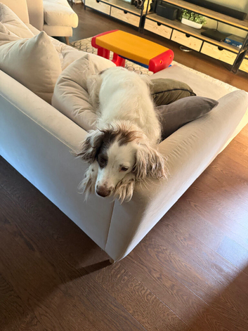 Waylon & Wyatt - Looking for a Very Special New Home