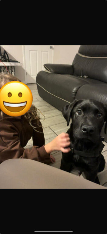 Corso x Rotty