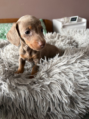 1 female available