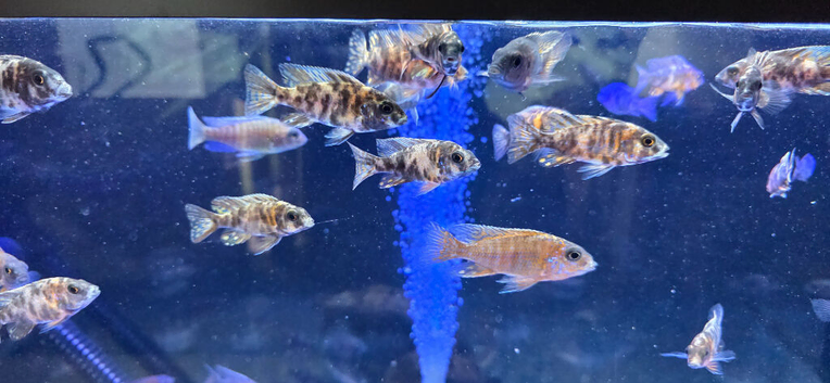 Malawi cichlids peacocks and haps