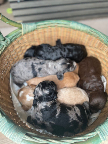 Beautiful cockatoo puppies for sale