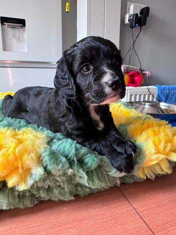Cockapoo puppies