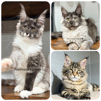 TICA registered Maine coon kittens READY NOW
