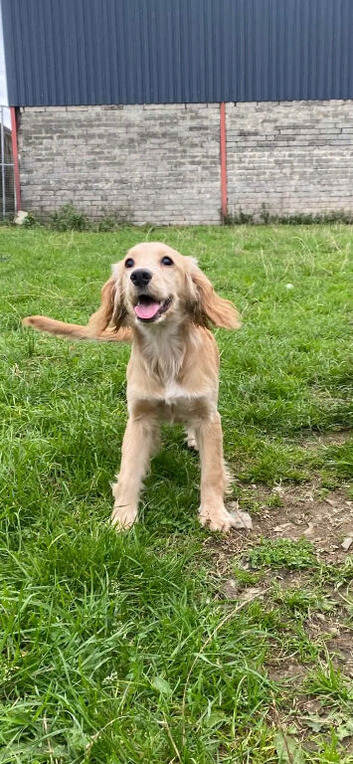 Golden Cocker Spaniels