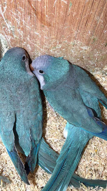 Very beautiful blue Quacker breeder pair